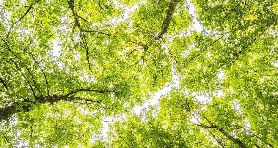 Hoge bomen met groene kruin