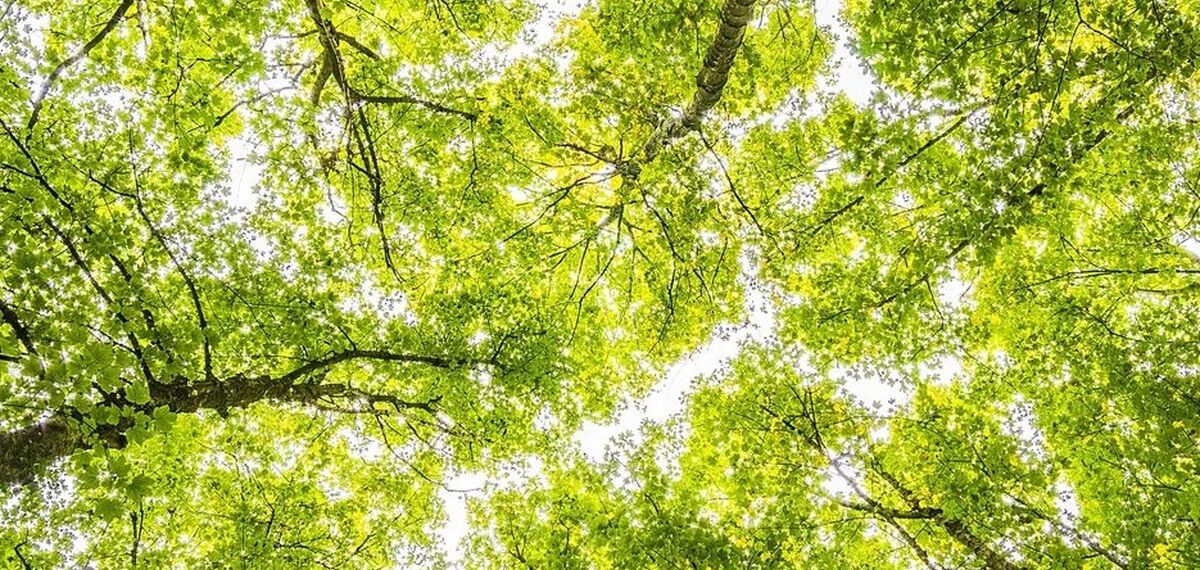 Hoge bomen met groene kruin